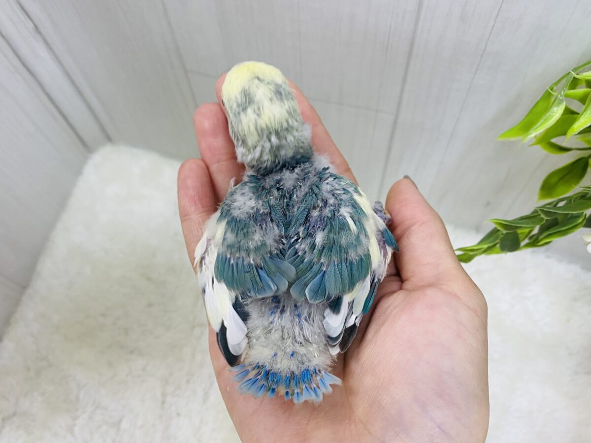 コザクラインコ（小桜インコ）