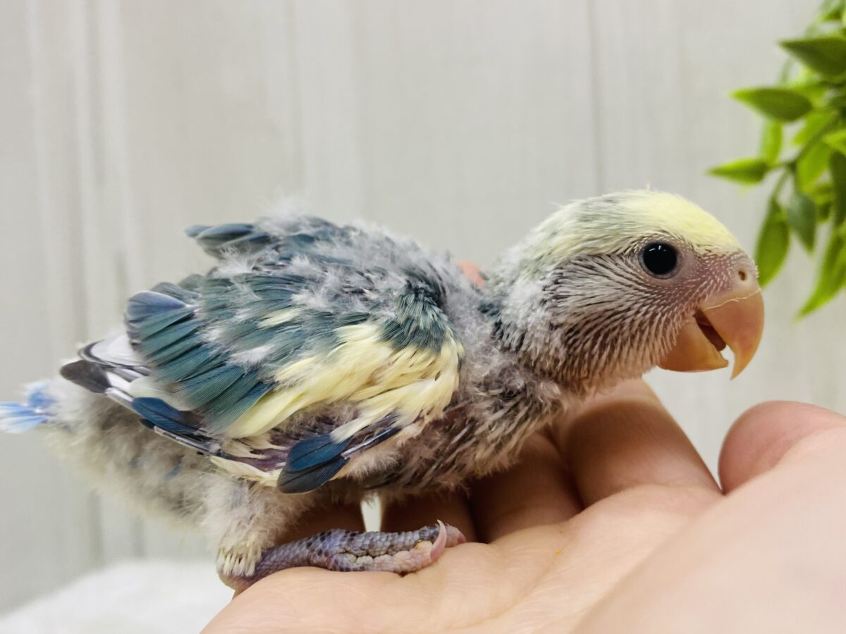 コザクラインコ（小桜インコ）