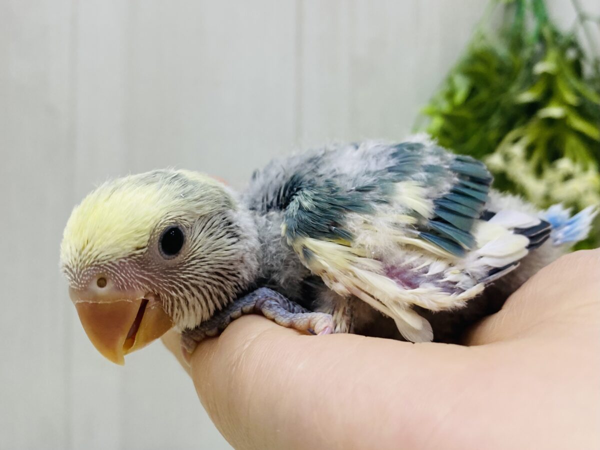 コザクラインコ（小桜インコ）