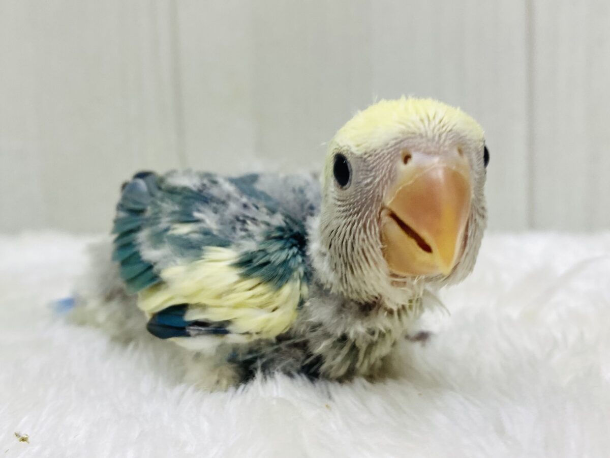 マーブル模様🌀のオシャレカラー💖コザクラインコ（ブルーチェリーオパーリンパイド）