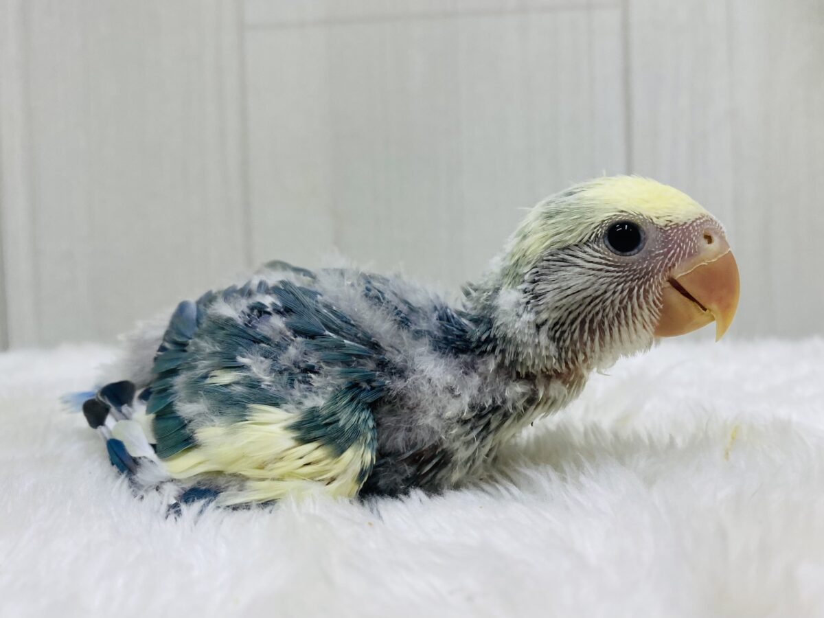 コザクラインコ（小桜インコ）