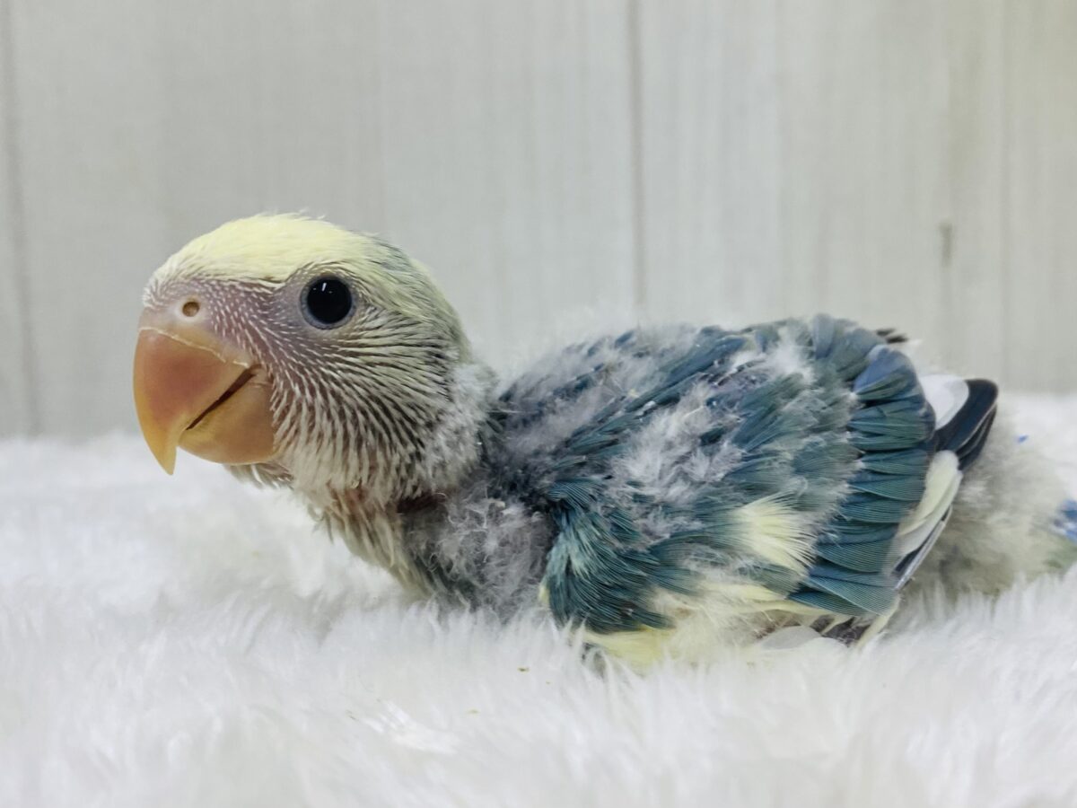 コザクラインコ（小桜インコ）