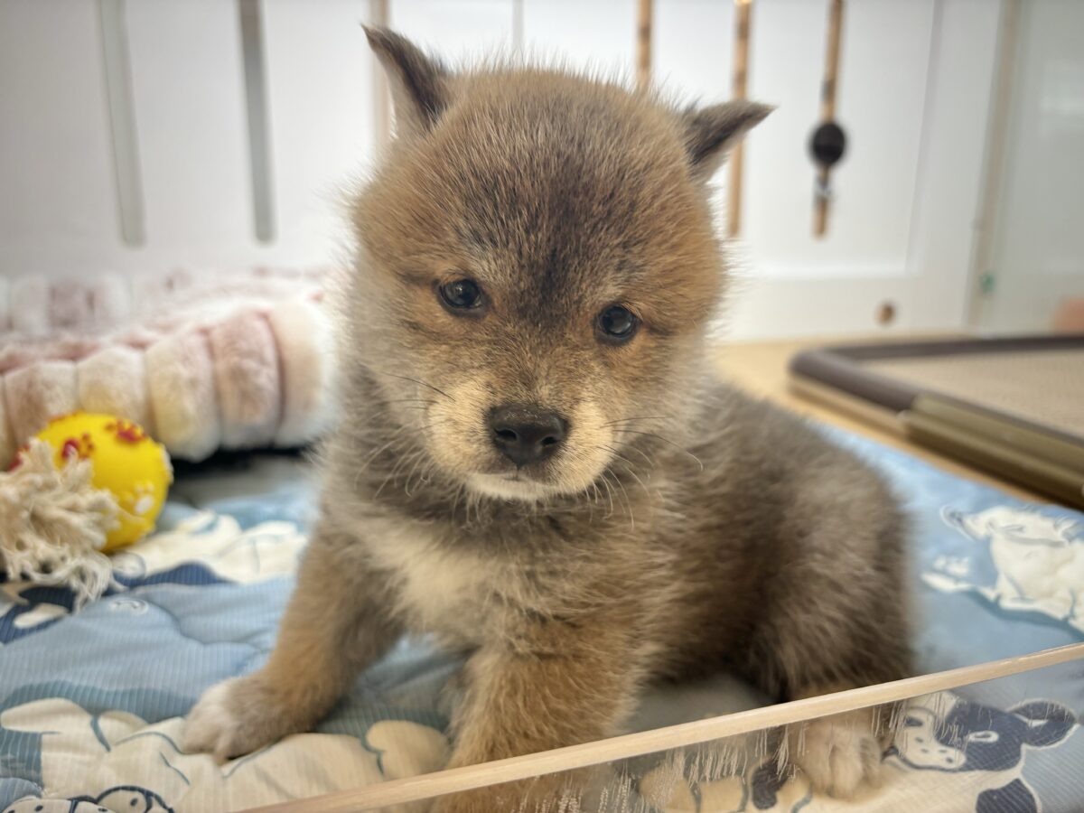 柴犬