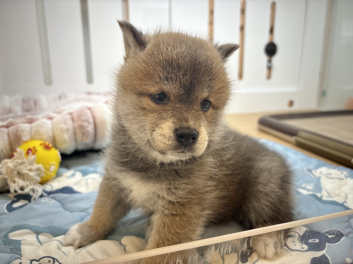 柴犬