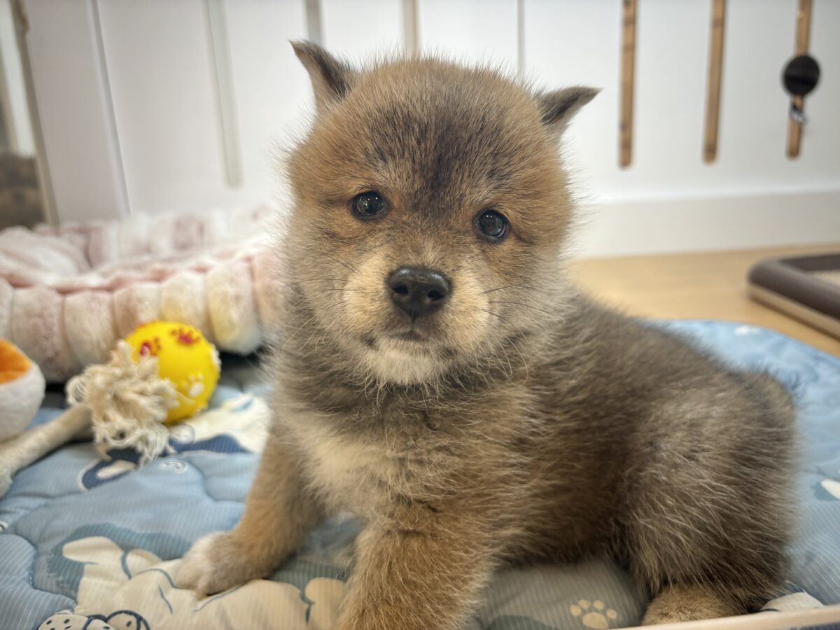 柴犬