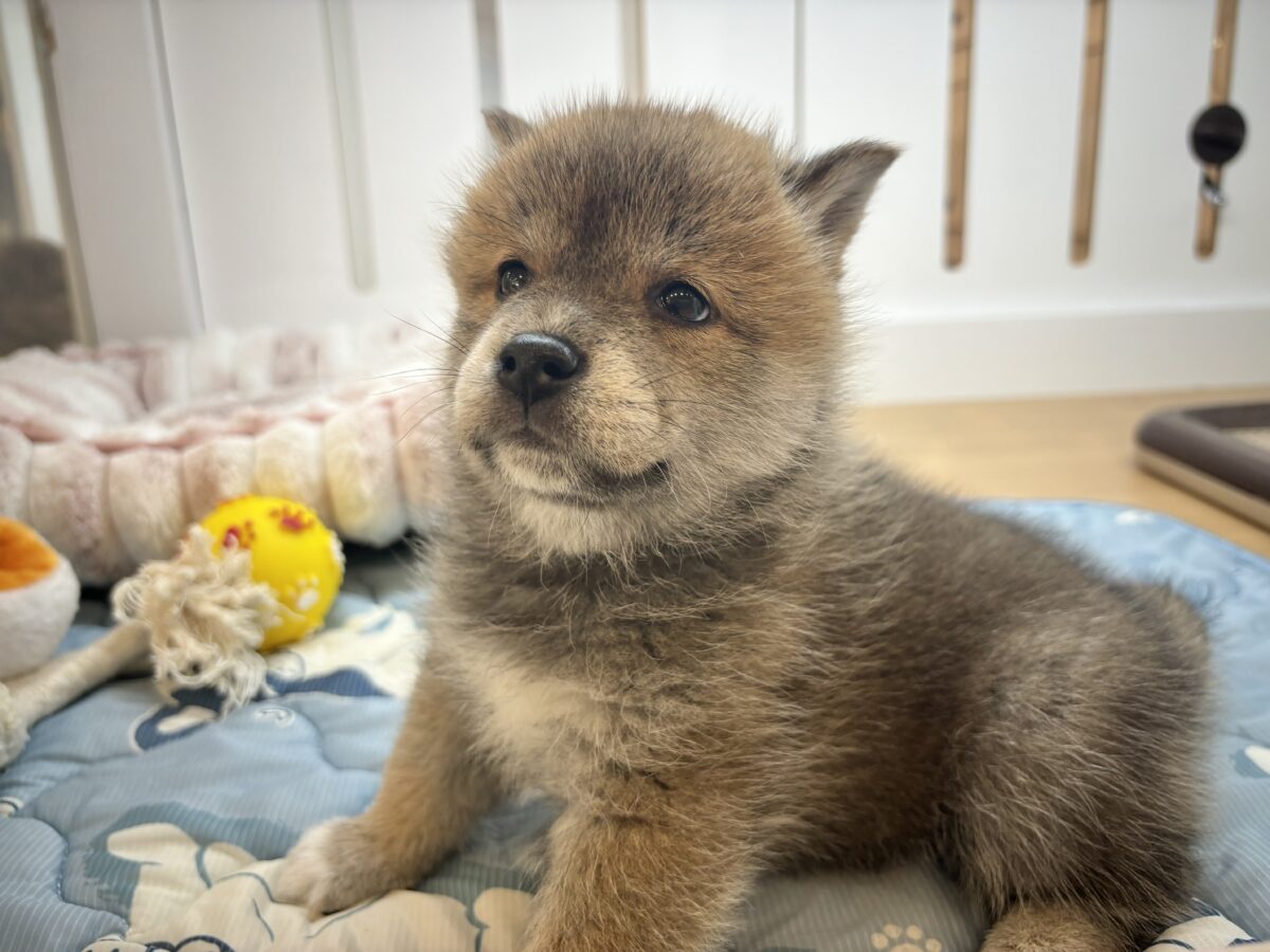 柴犬