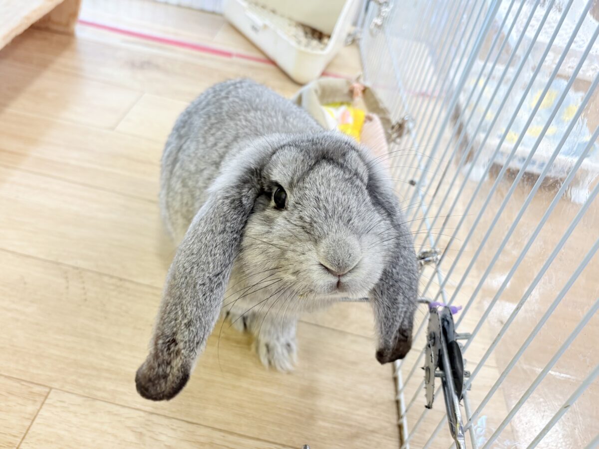 フレンチロップイヤー