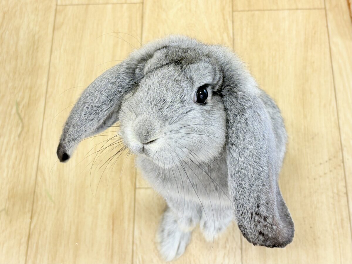 フレンチロップイヤー
