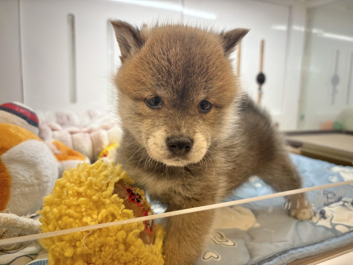 柴犬