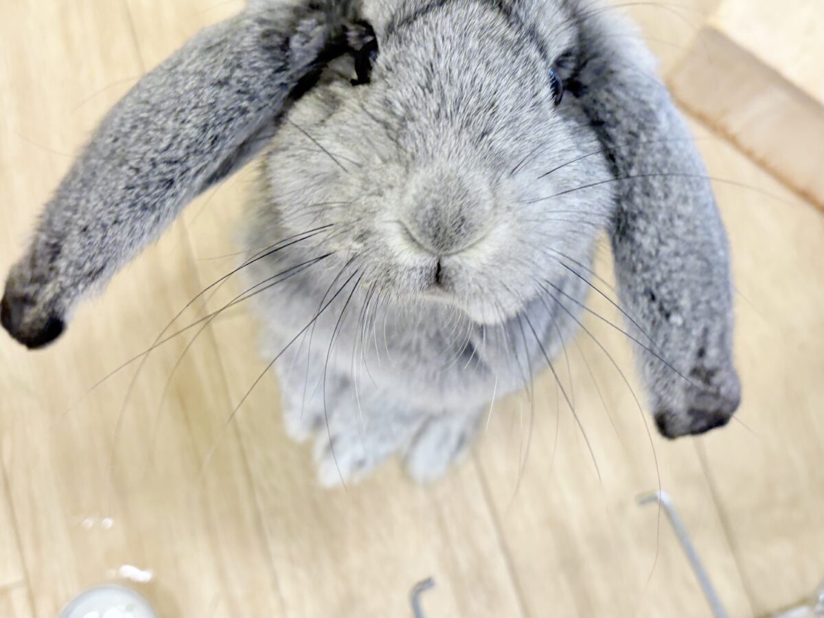 フレンチロップイヤー