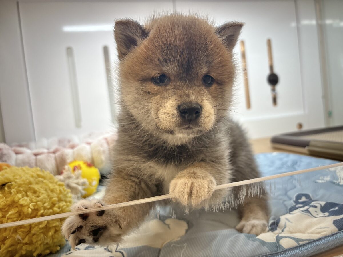 柴犬