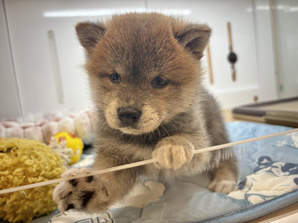 柴犬