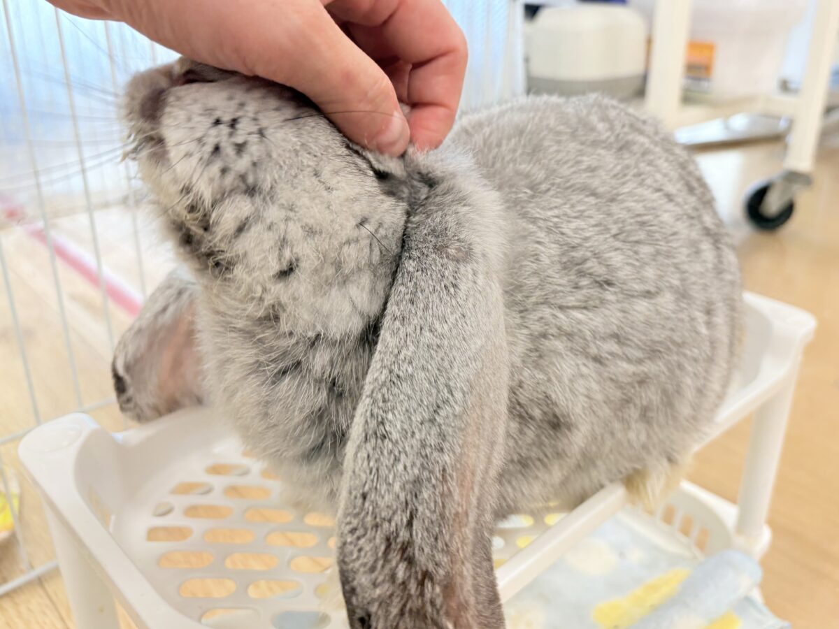 フレンチロップイヤー