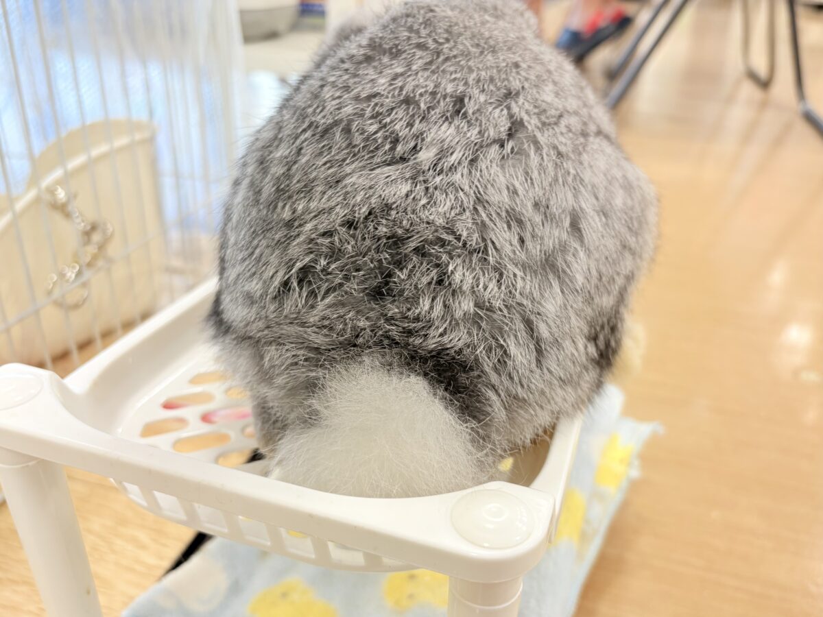 フレンチロップイヤー