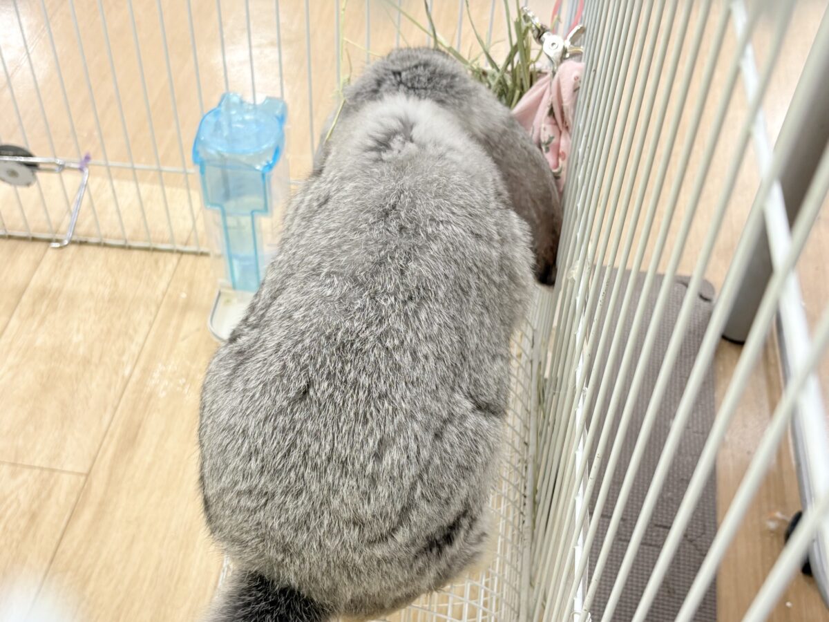 フレンチロップイヤー