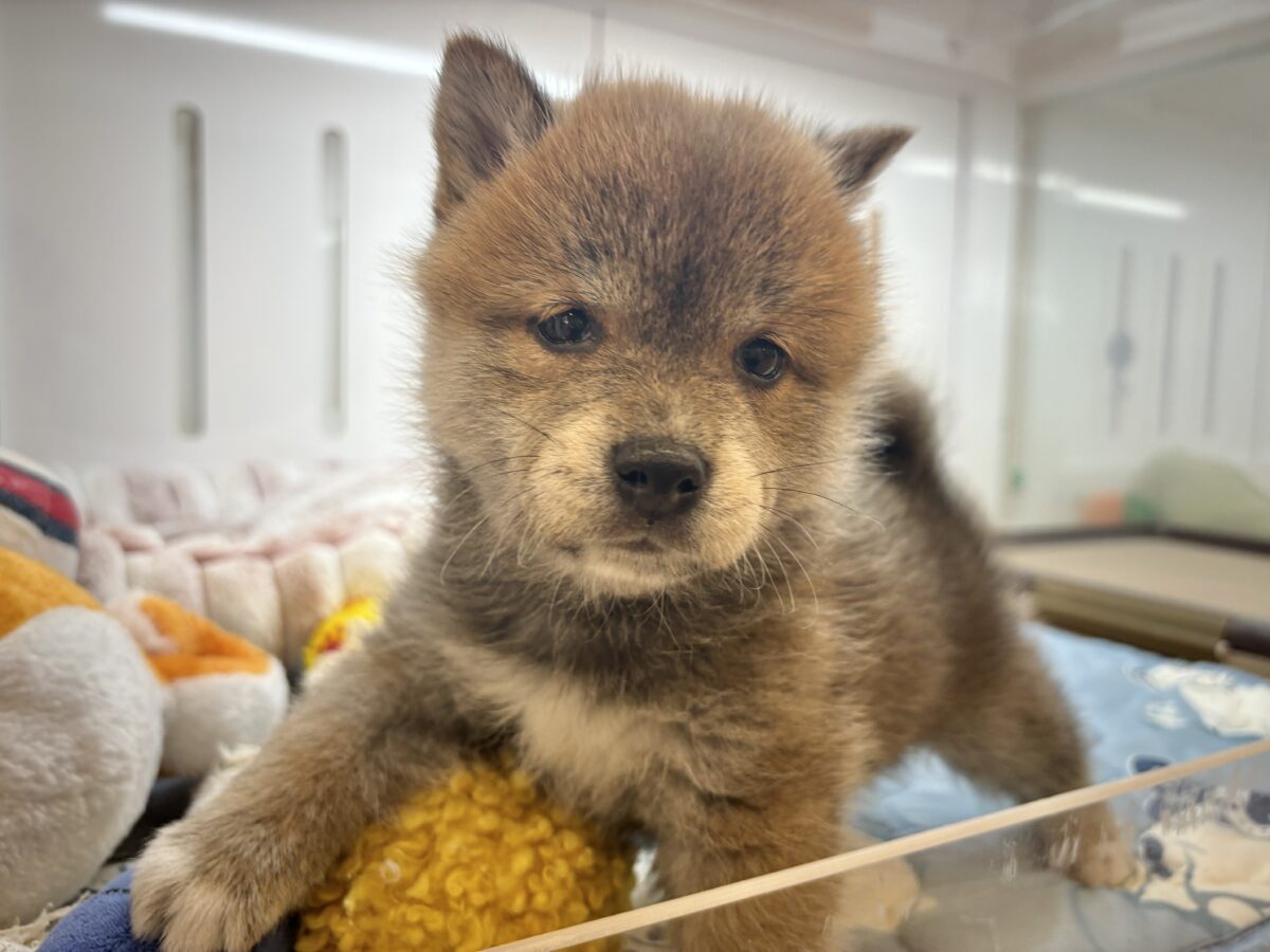 柴犬