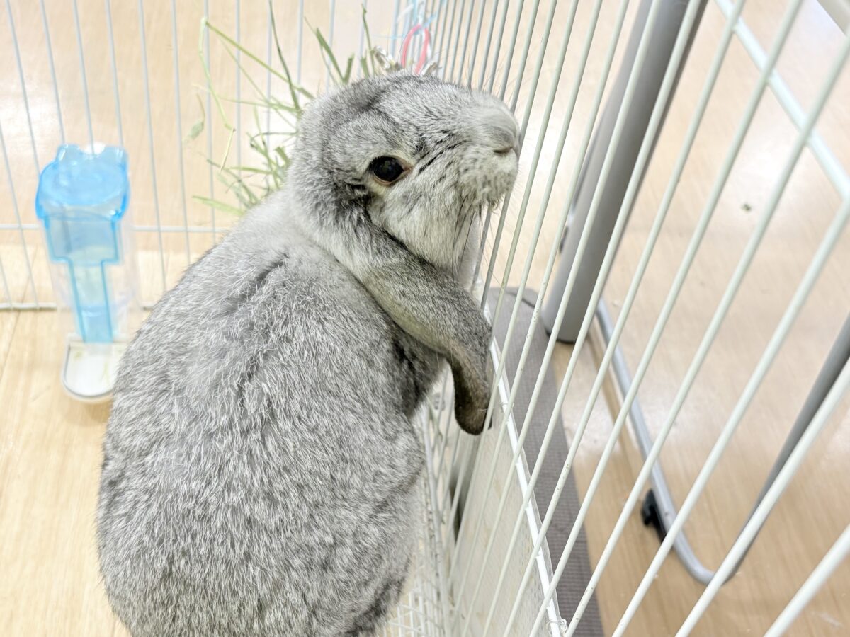 フレンチロップイヤー