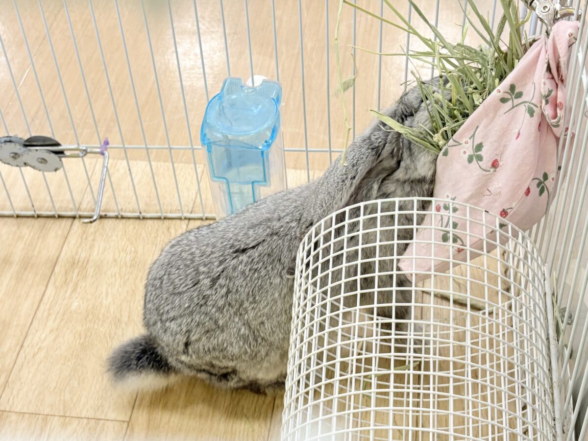 フレンチロップイヤー