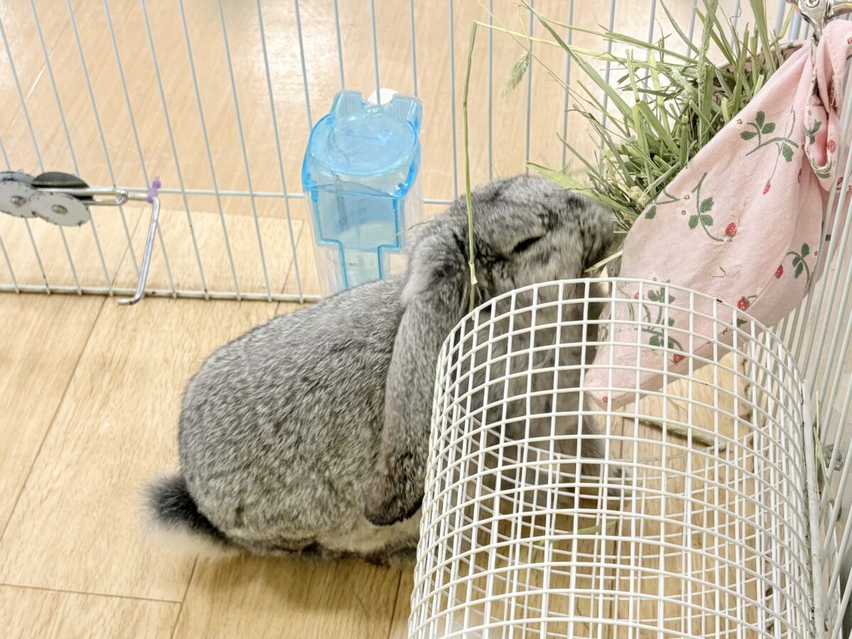 フレンチロップイヤー