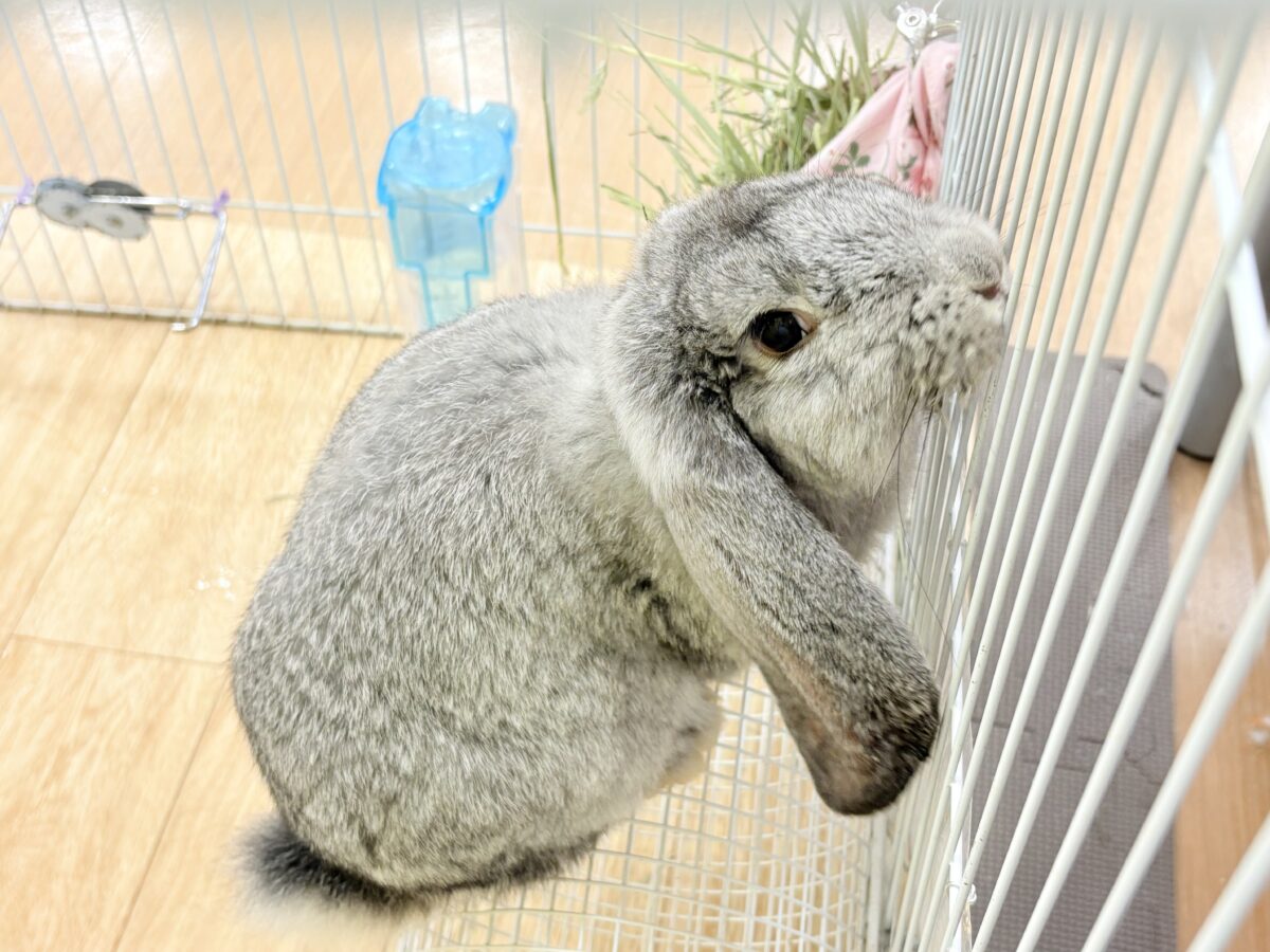 フレンチロップイヤー