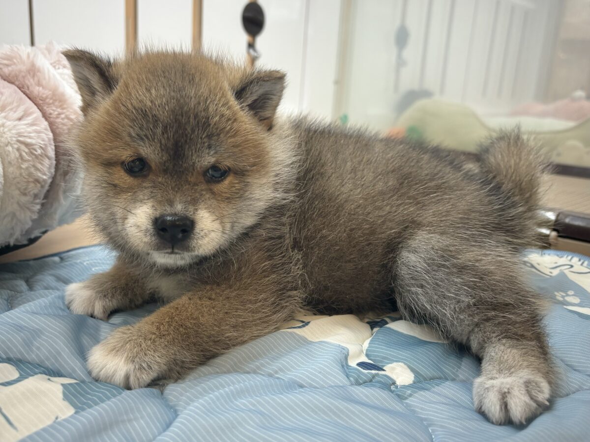 柴犬