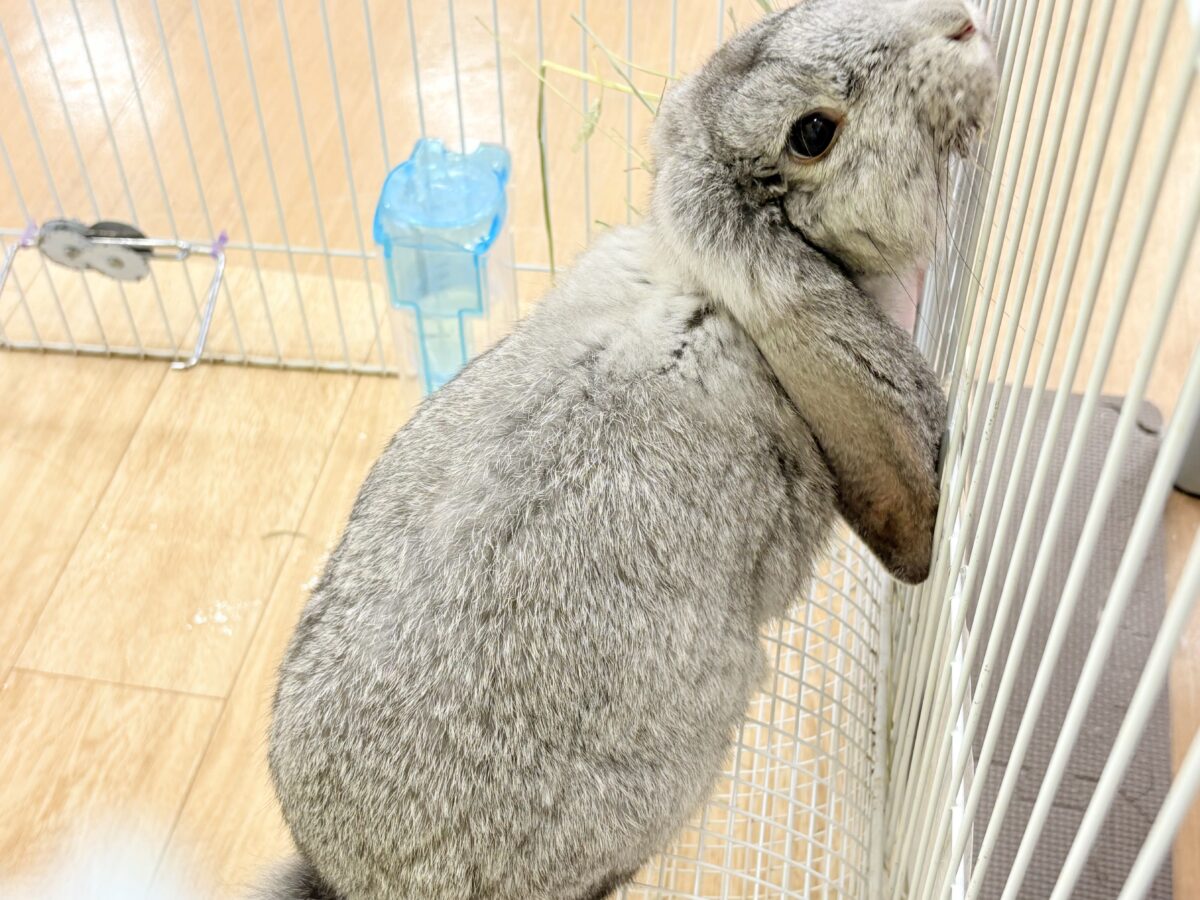 フレンチロップイヤー
