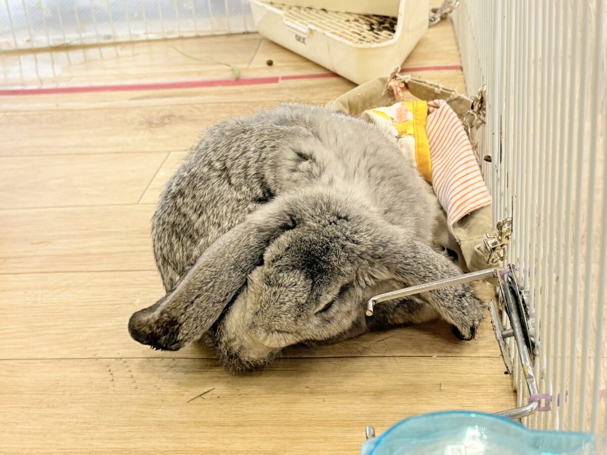 フレンチロップイヤー