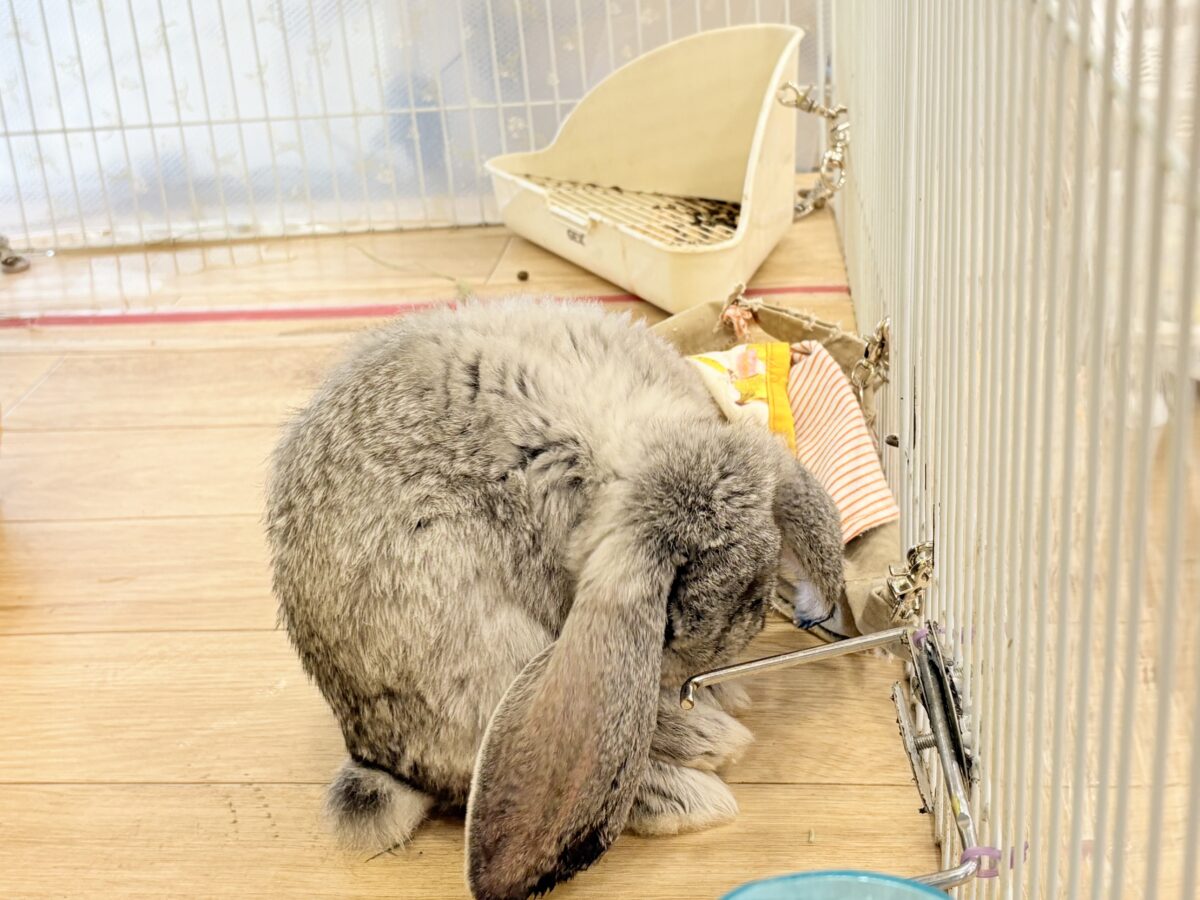 フレンチロップイヤー