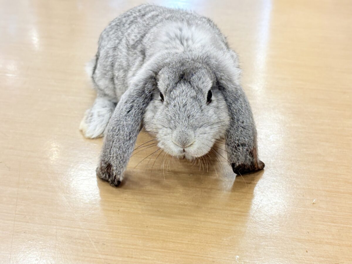 フレンチロップイヤー