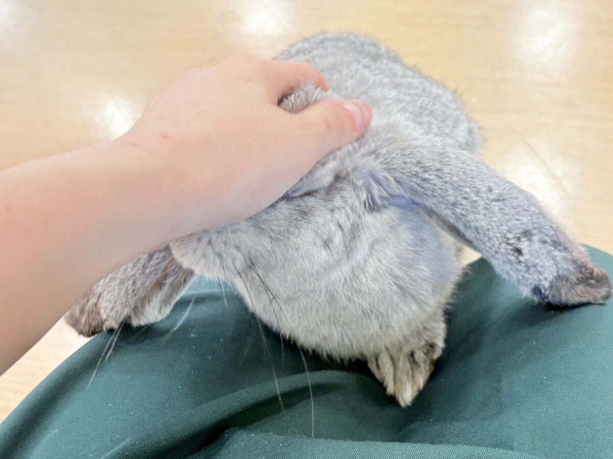フレンチロップイヤー
