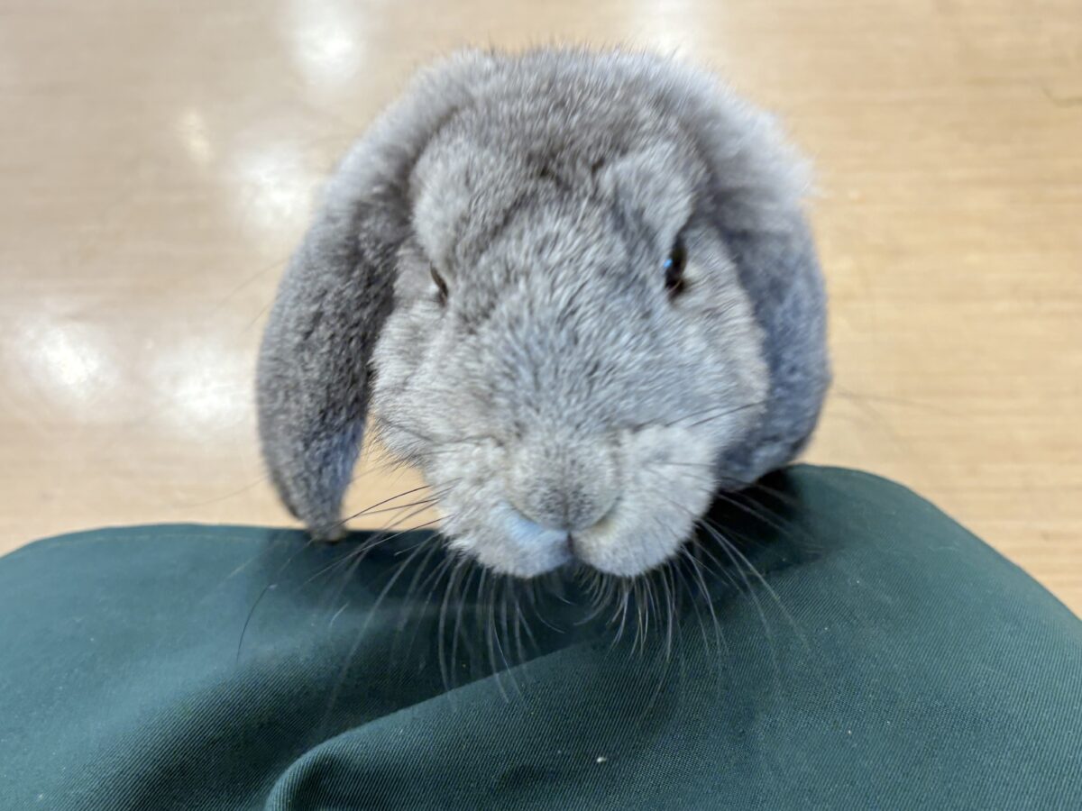 フレンチロップイヤー