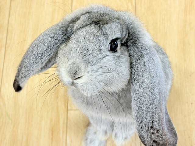 最新画像更新🪄】BIGGirl🐰🩶フレンチロップ(グレー)女の子