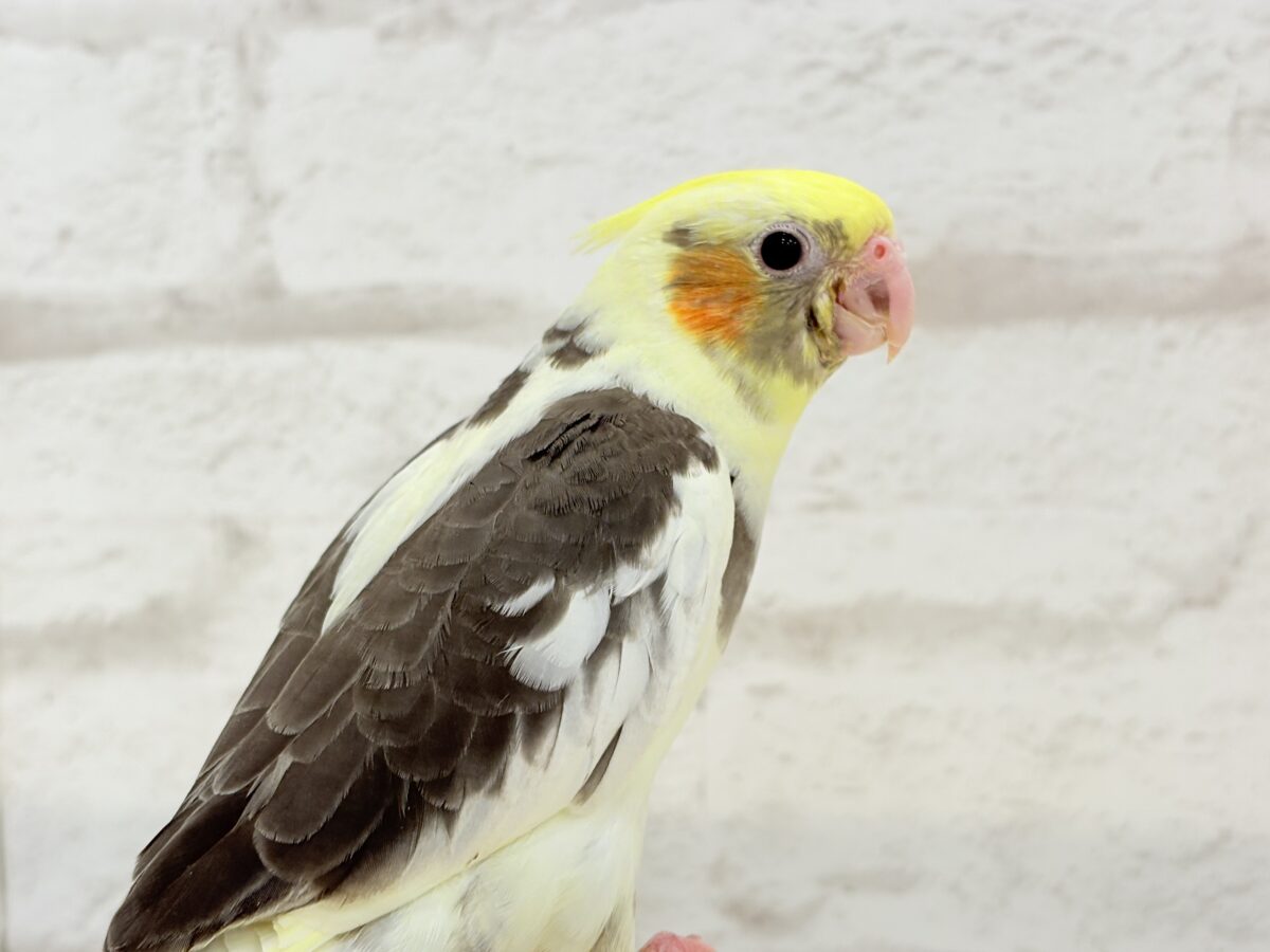 オカメインコ