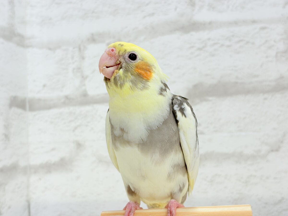 オカメインコ