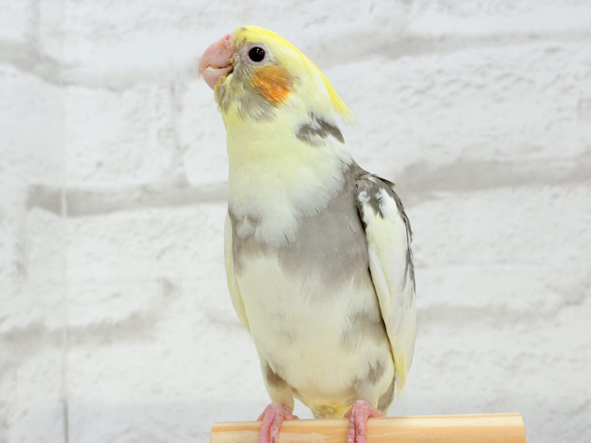 オカメインコ