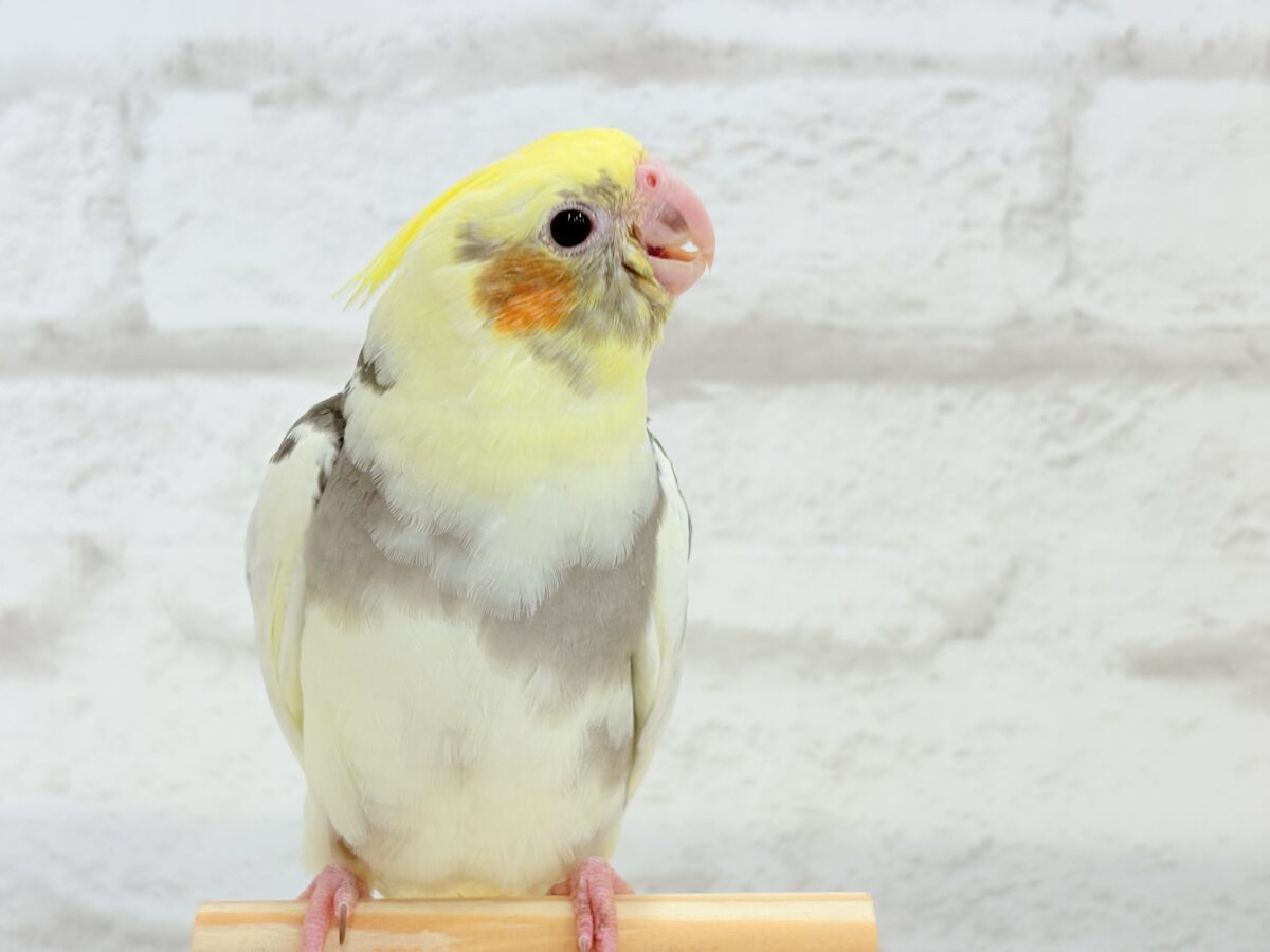オカメインコ
