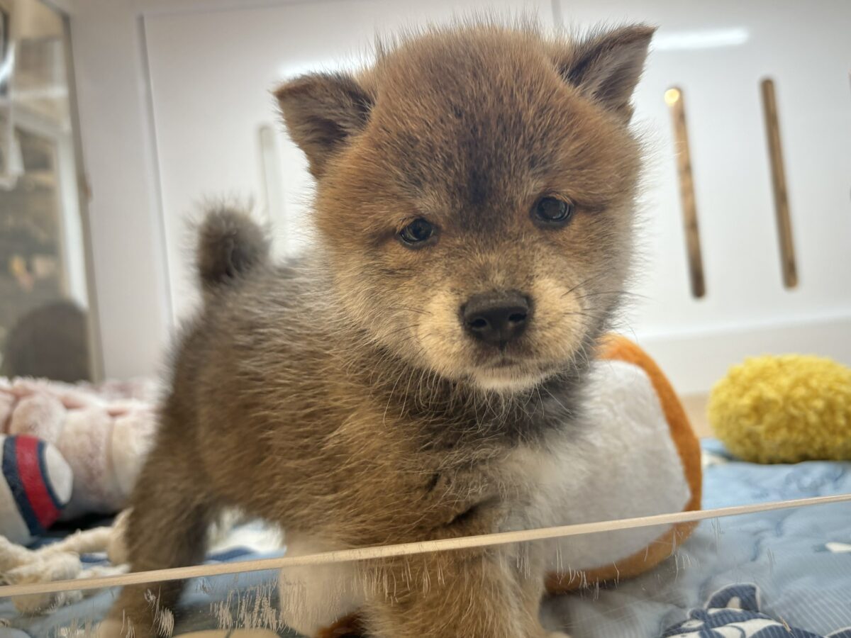 柴犬
