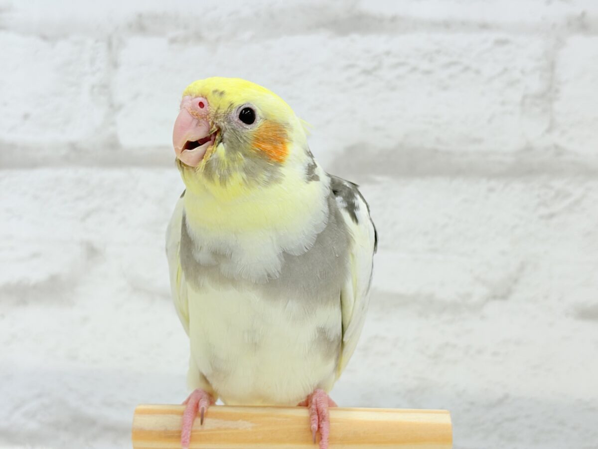 オカメインコ