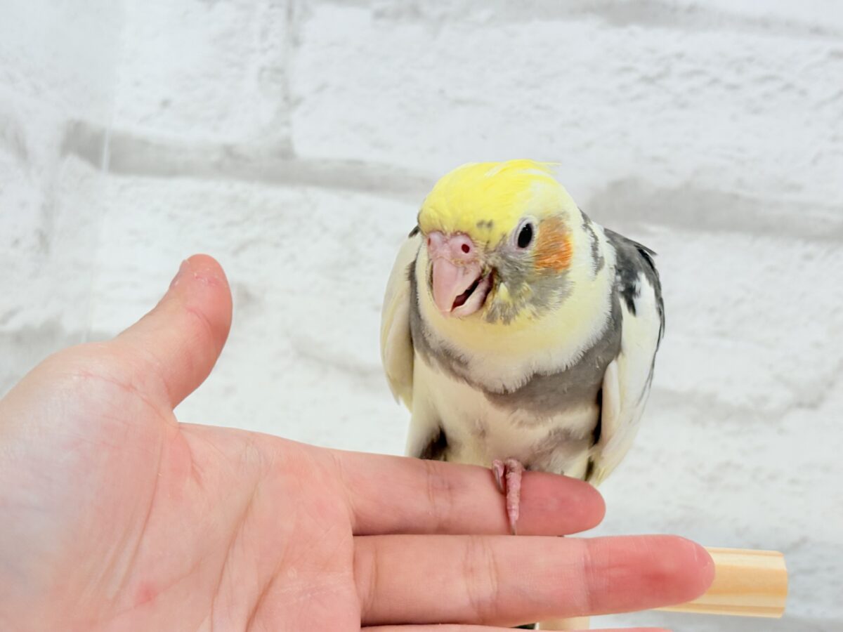 オカメインコ