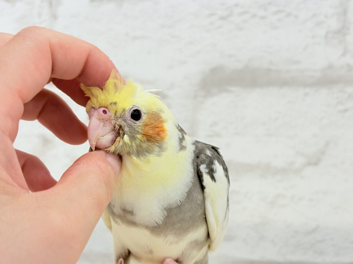 オカメインコ