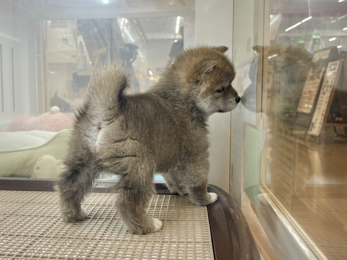 柴犬
