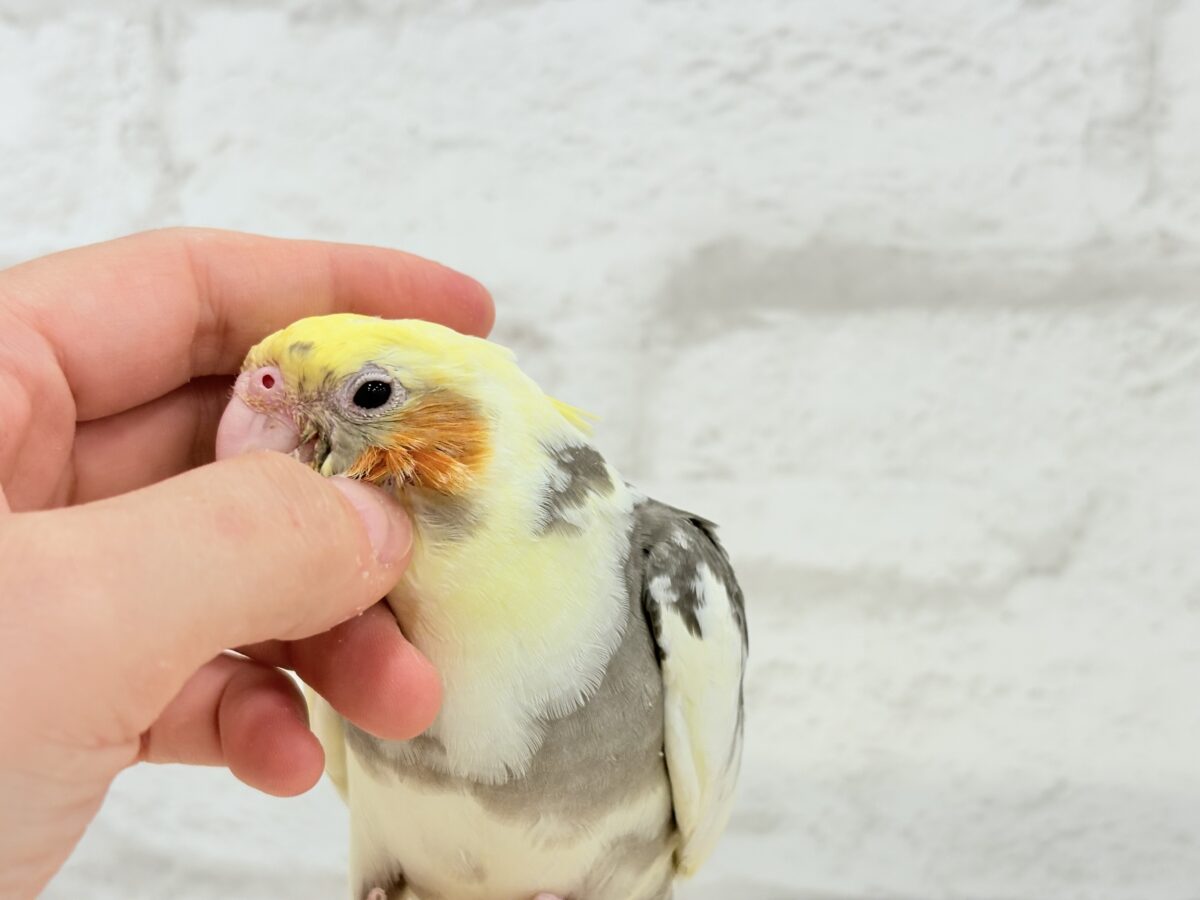 オカメインコ