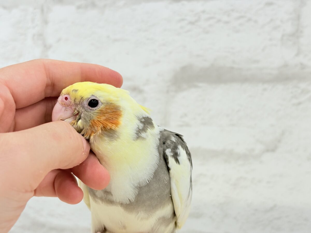 オカメインコ