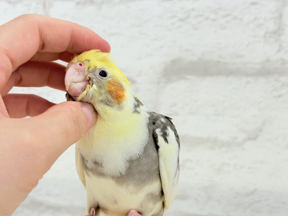 オカメインコ
