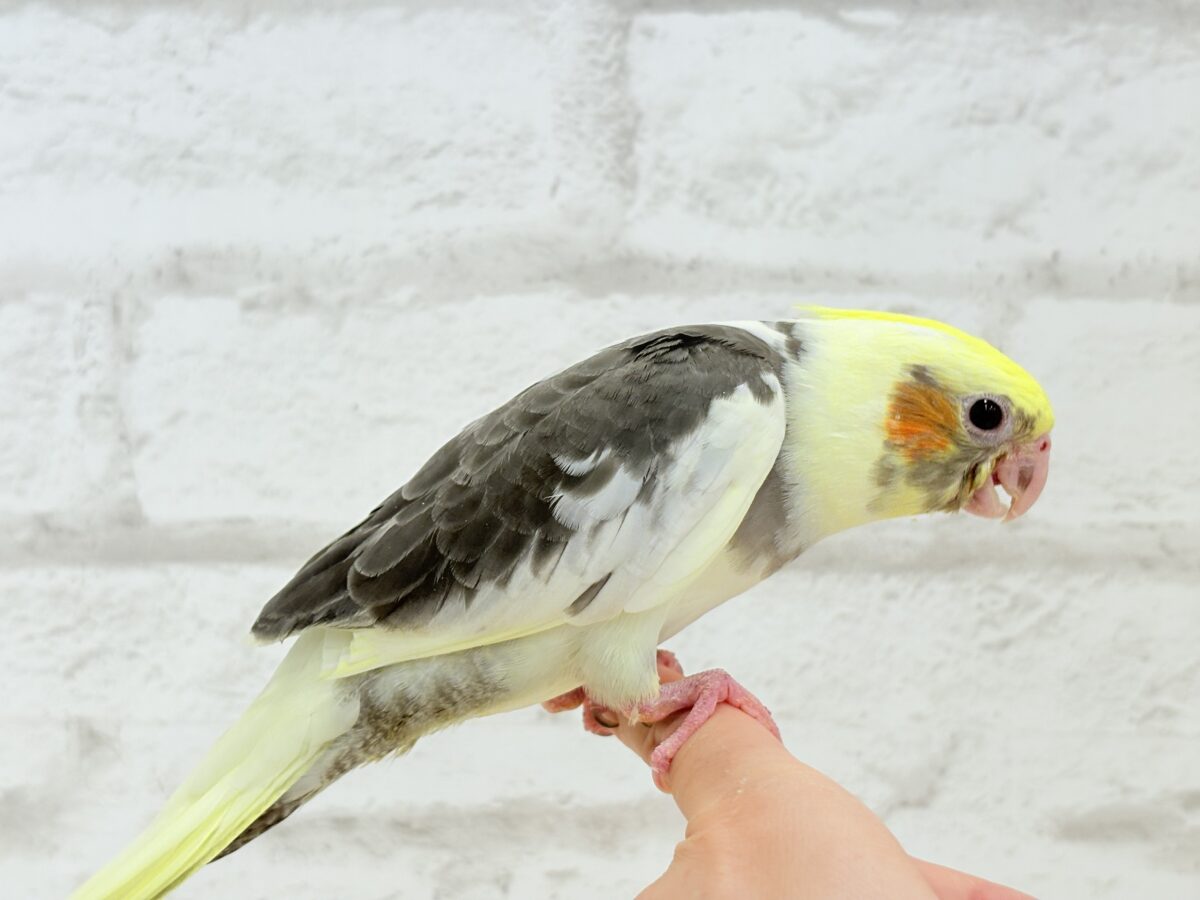 オカメインコ