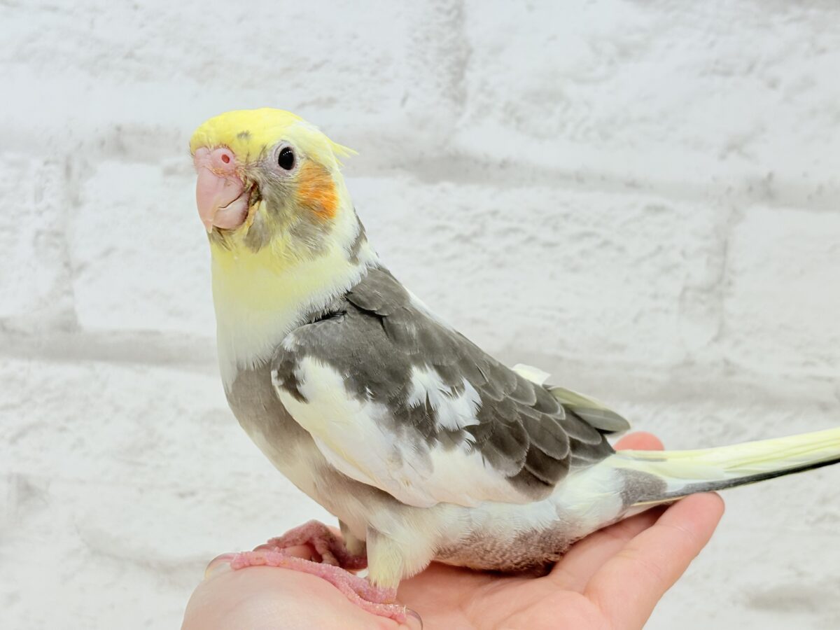 オカメインコ