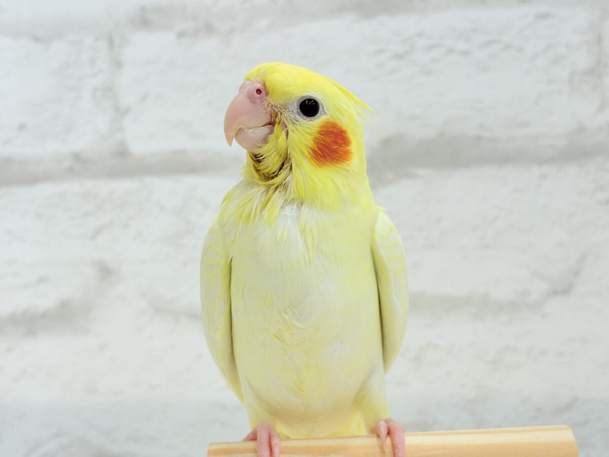 オカメインコ