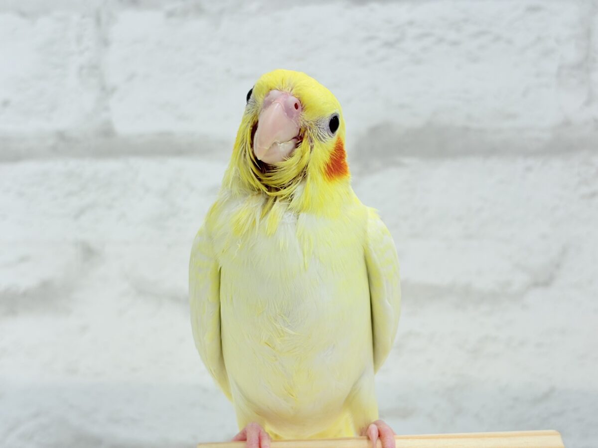 オカメインコ