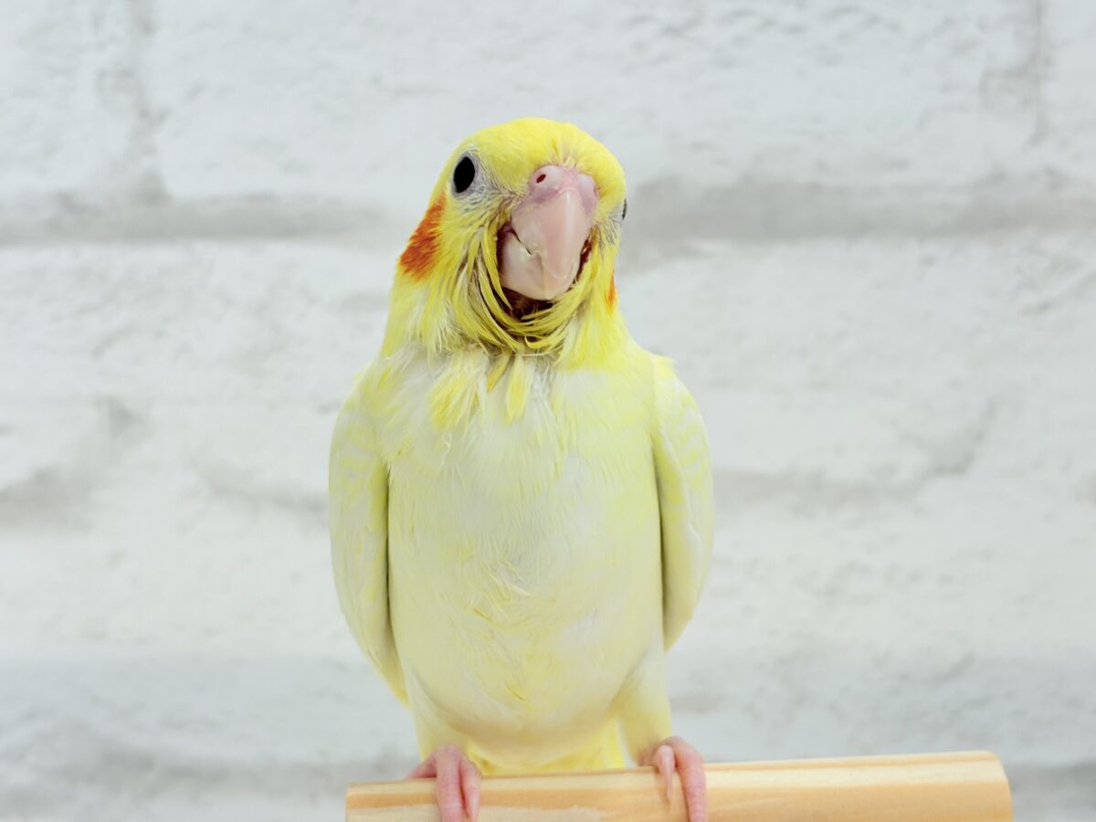 【最新画像更新🪄】未来に希望とワクワクたっぷり🐣💖オカメインコ(ルチノーパール) ヒナ オカメインコ