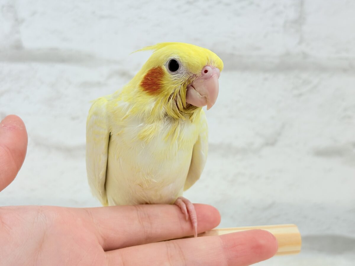 オカメインコ